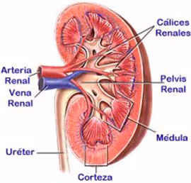 Homeopatía para los riñones